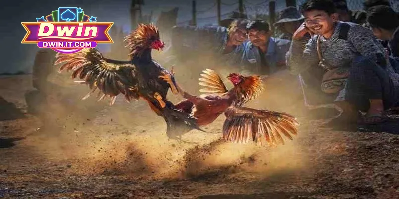 Một vài thông tin cơ bản cần biết về đá gà online DWIN