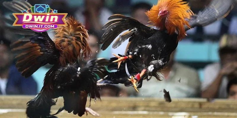 Khái quát một vài thông tin cơ bản về đá gà Thomo DWIN