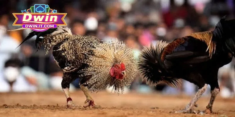 Bật mí chiến lược chơi chọi gà Thomo tăng tỷ lệ thắng